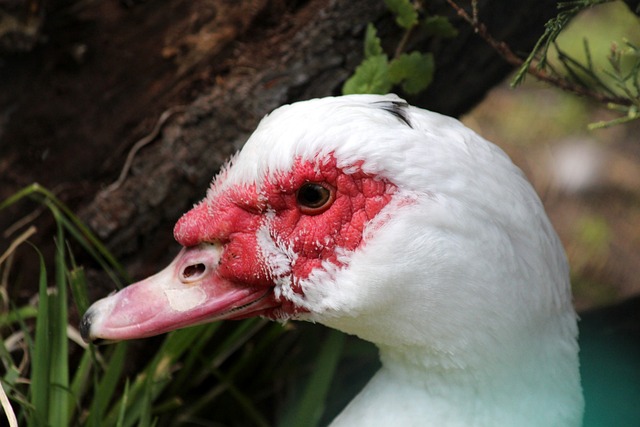 裁判有时由 裁判有时由