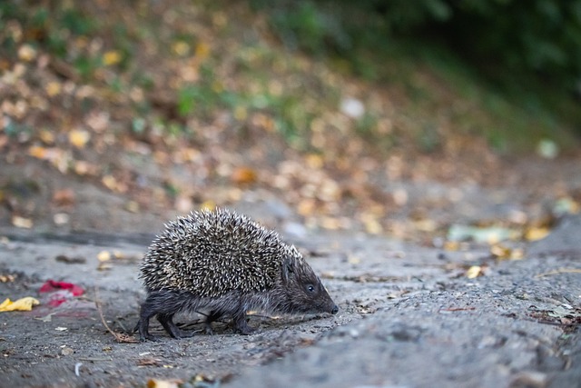 队的心理以 队的心理以